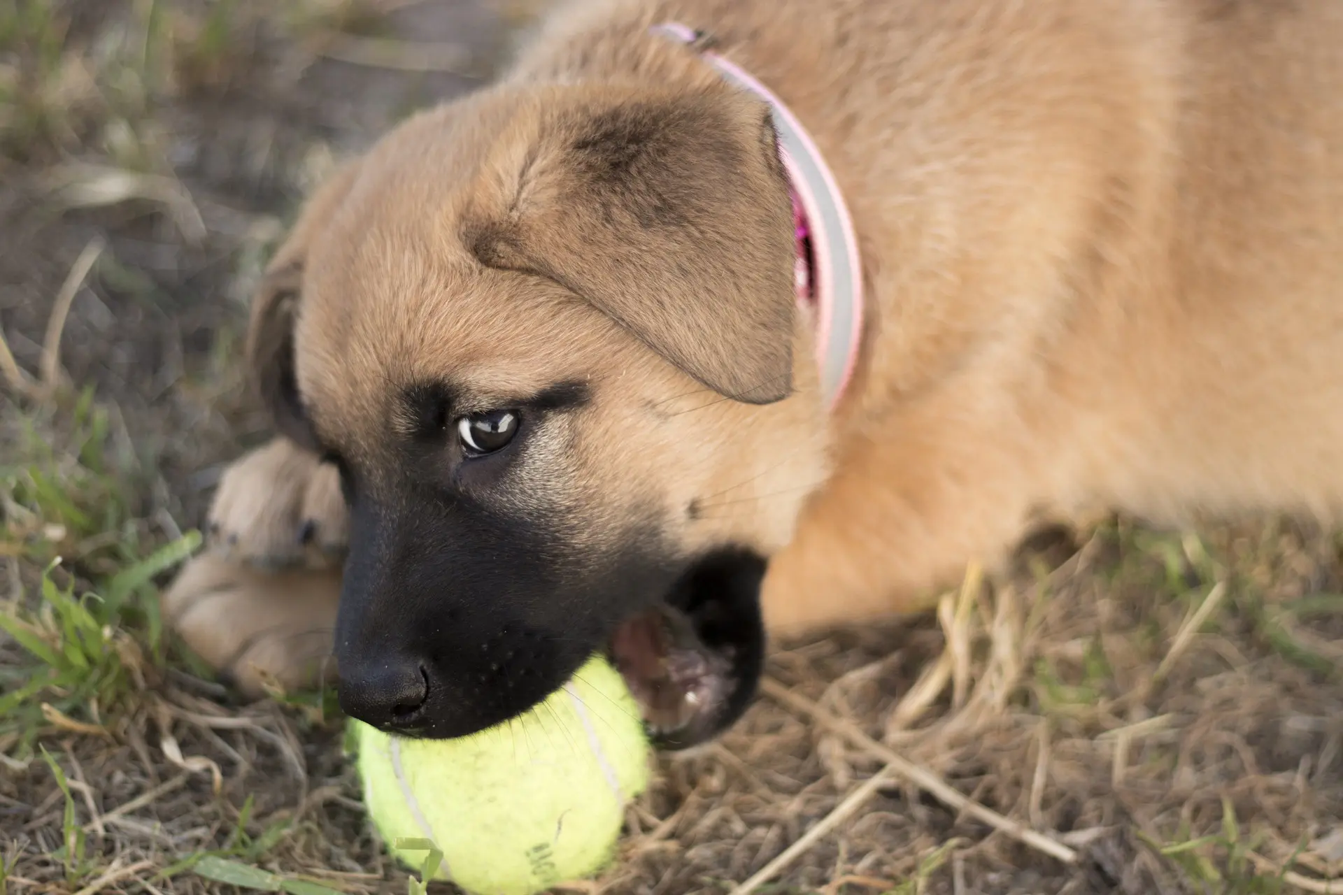 Hundehalsband individuell gestaltet